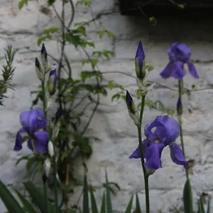 Les Iris Brüssel